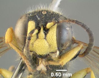 Media type: image;   Entomology 603063 Aspect: head frontal view